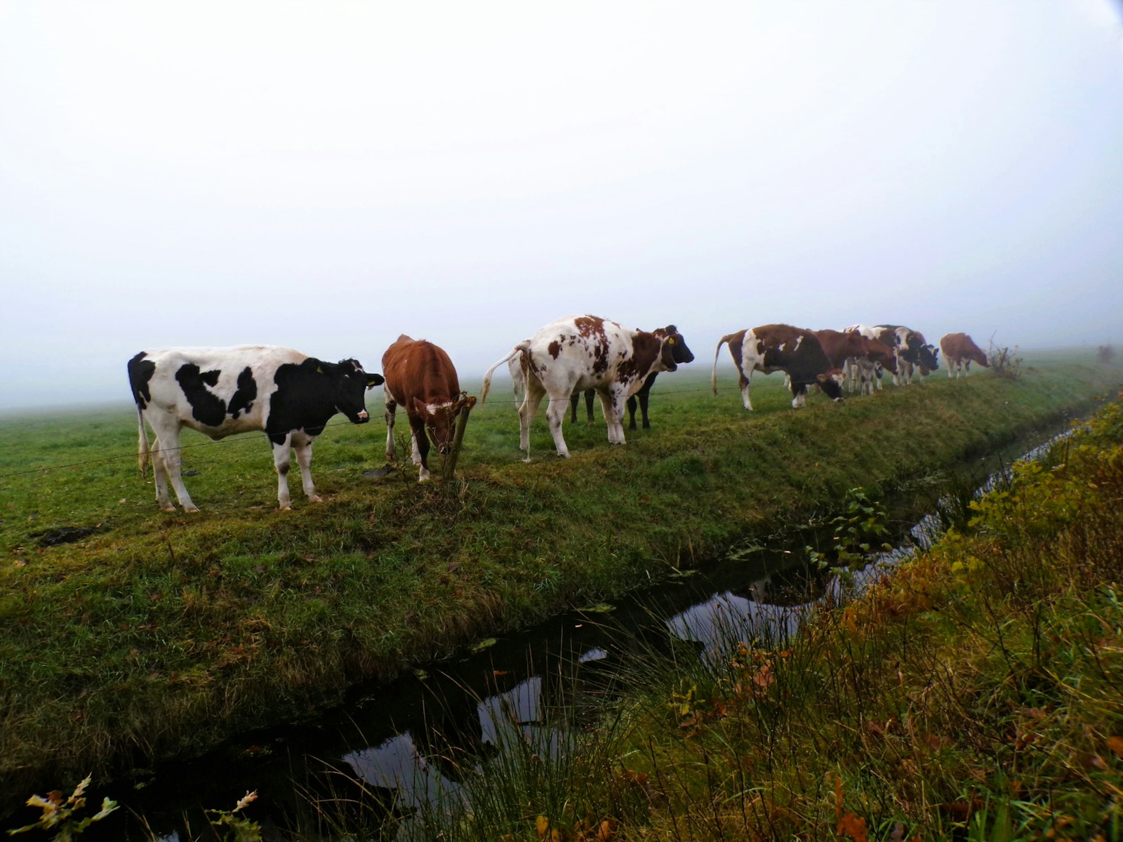 Blauwtong serotype 12 – vaccinatie aanbevolen