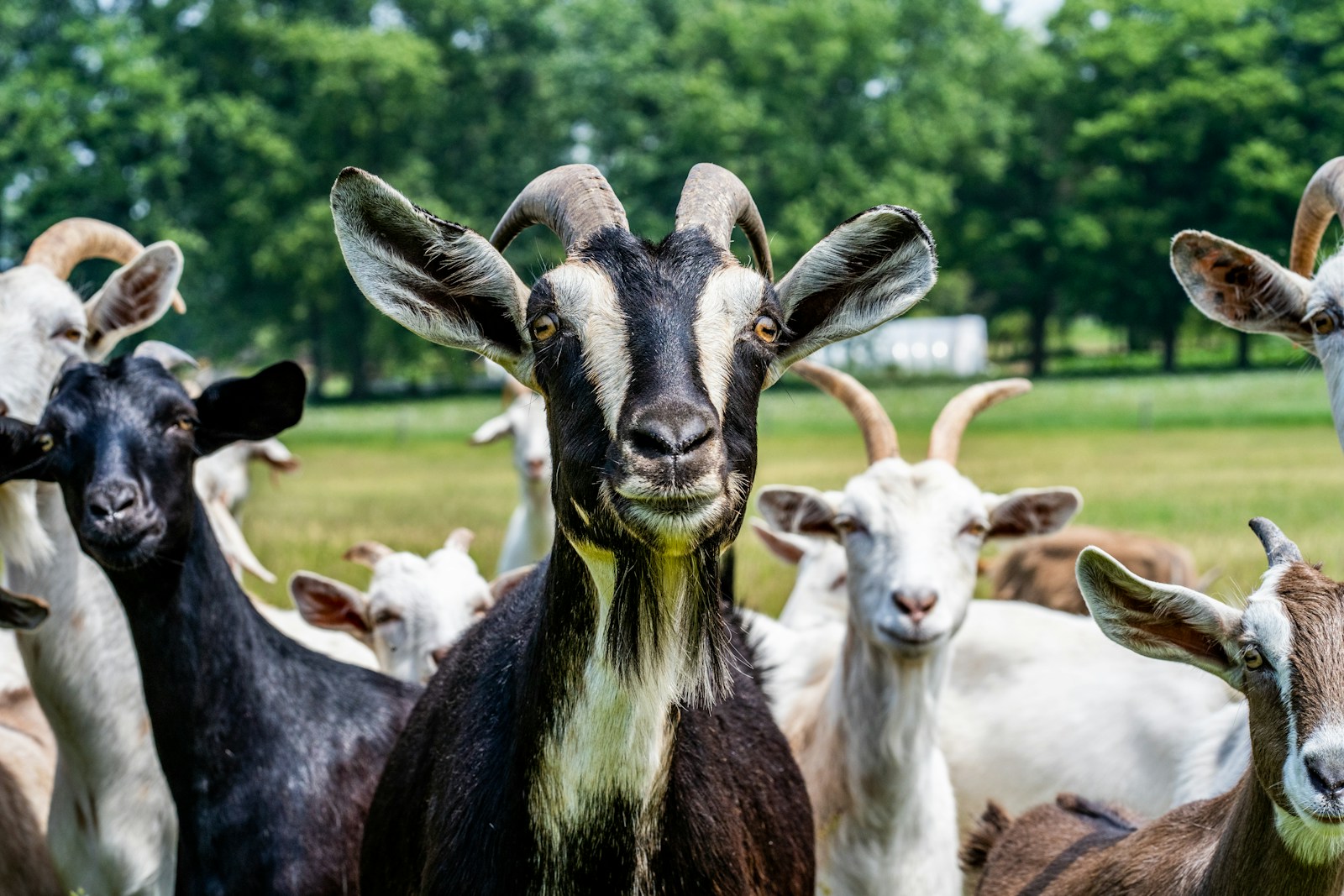 Economische weerbaarheid van de schapensector