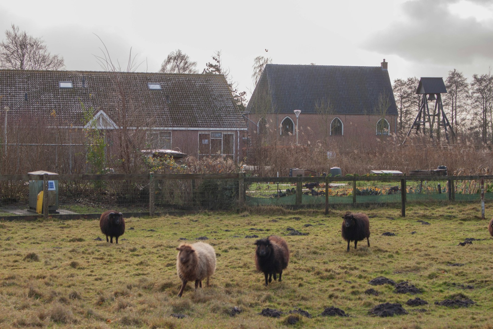 Schapen op de Nederlandse weide