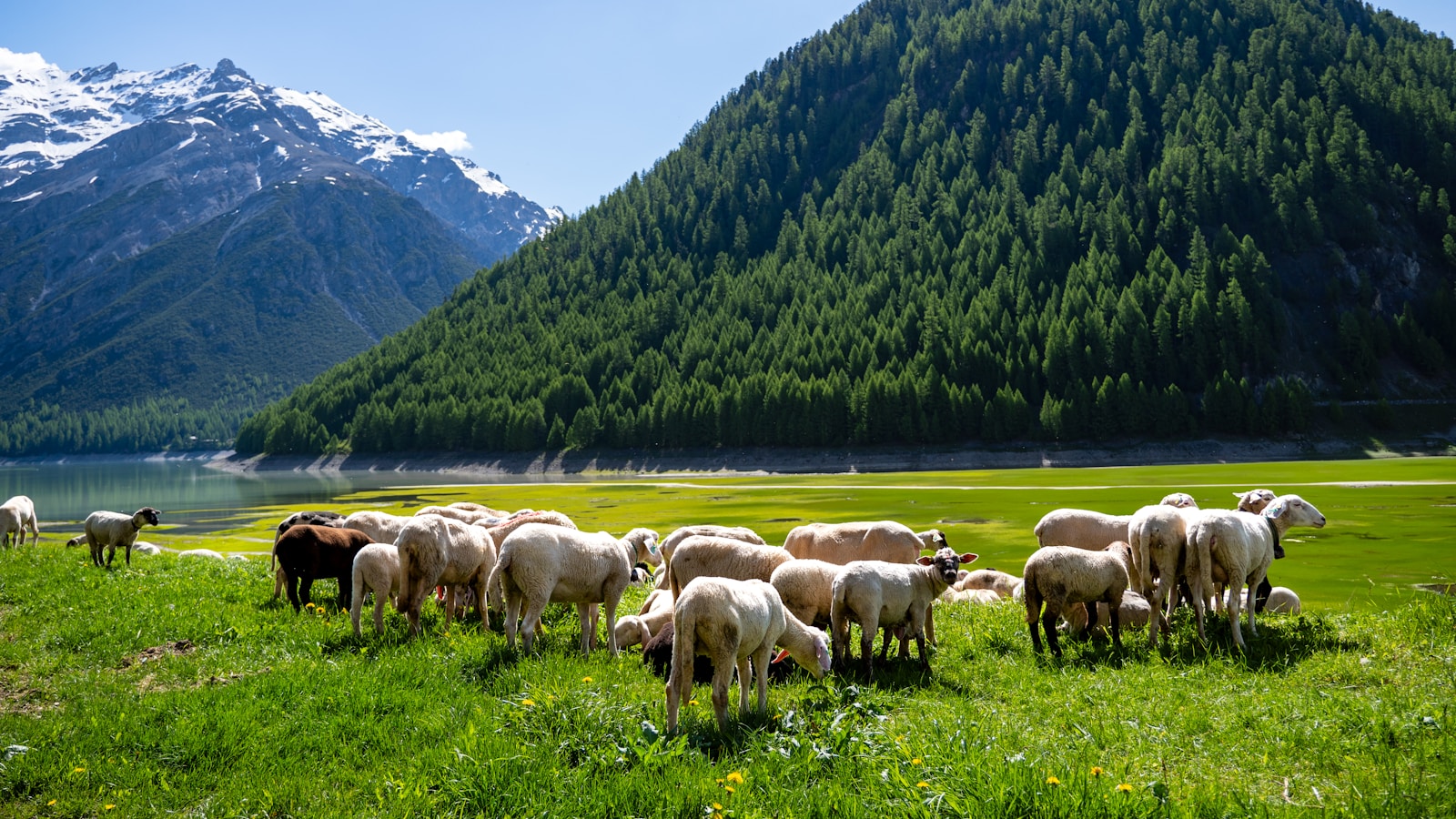 Alert: ziekten via import van schapen